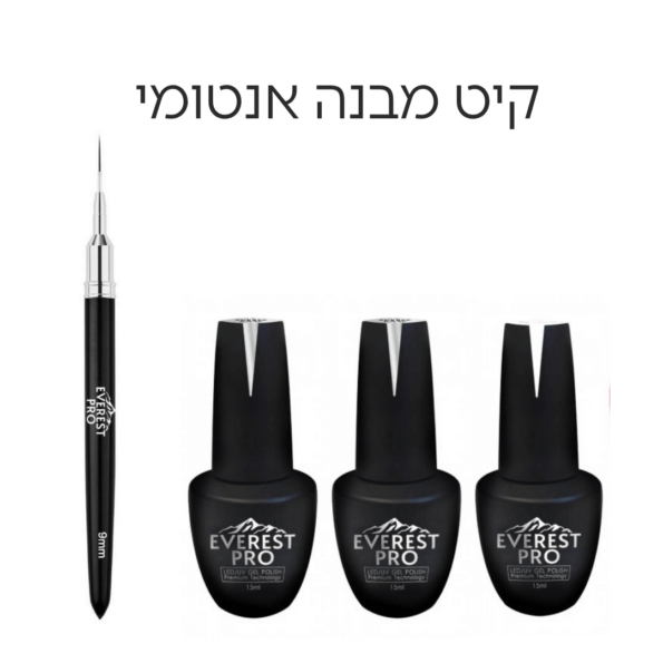 קיט מבנה אנטומי